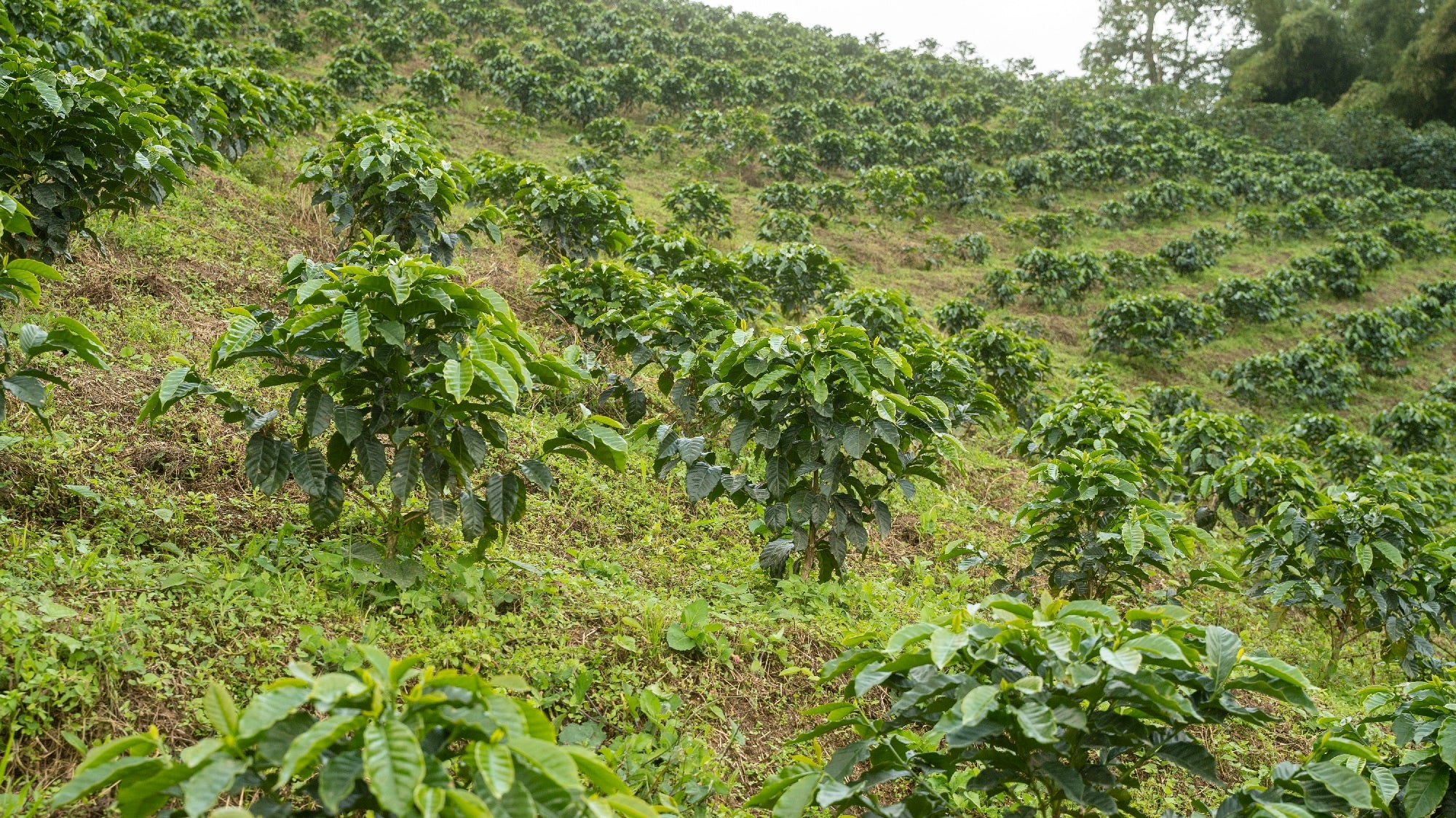 Fields of Coffee Plants